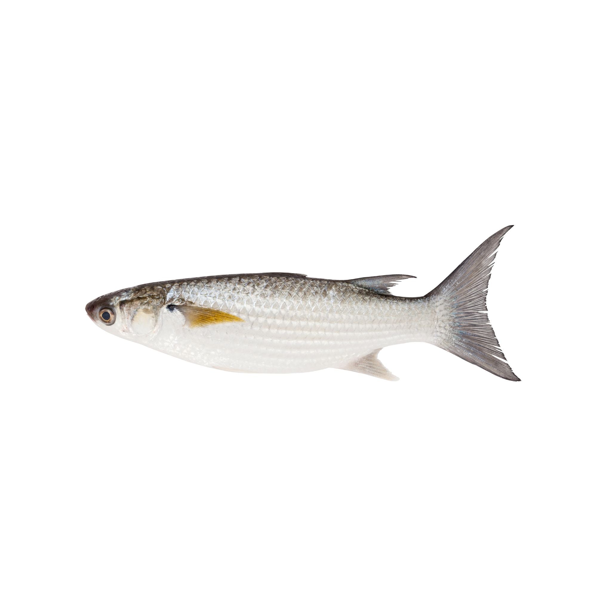 Whole Mullet Fish 500gm
