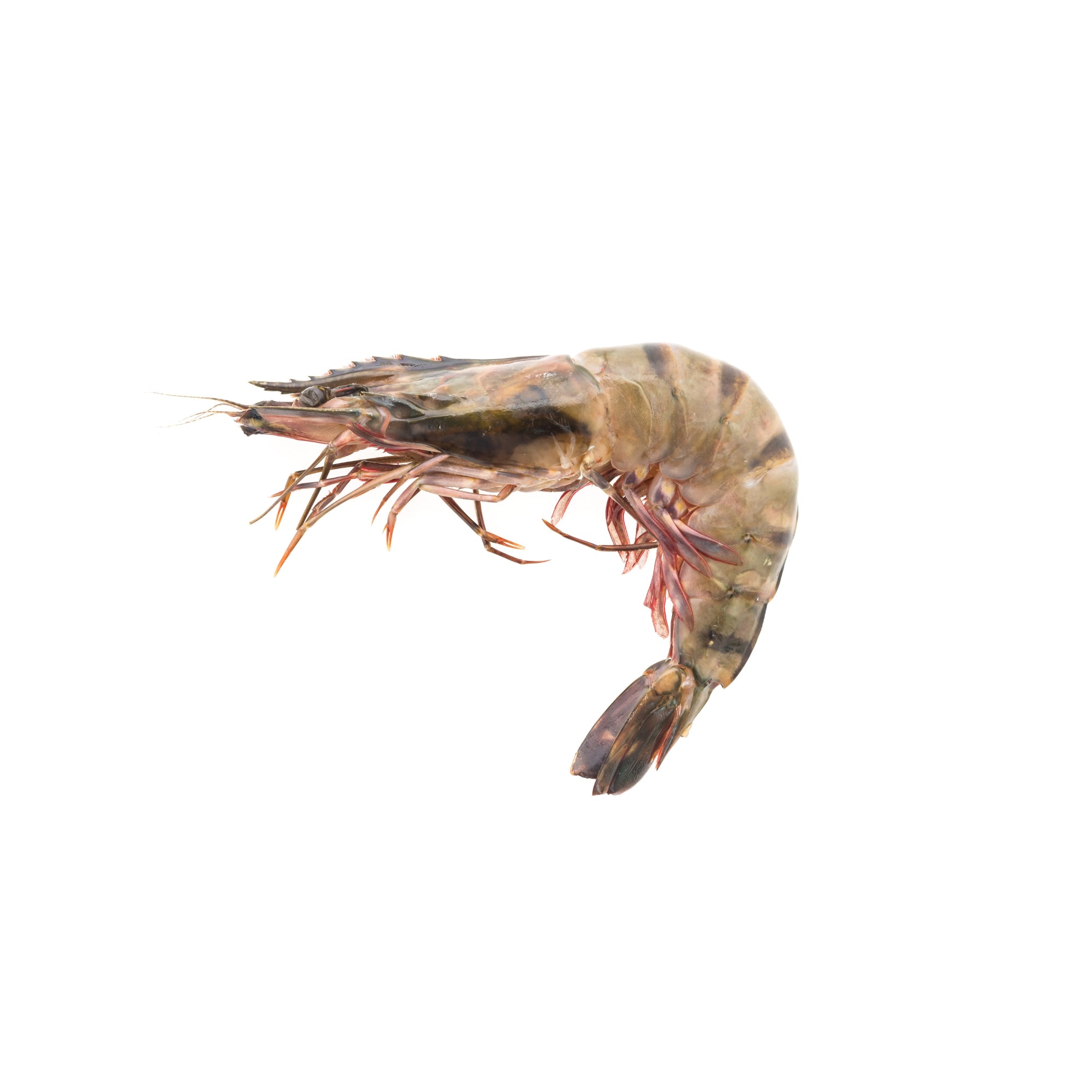 Jumbo Shrimp - Shell on