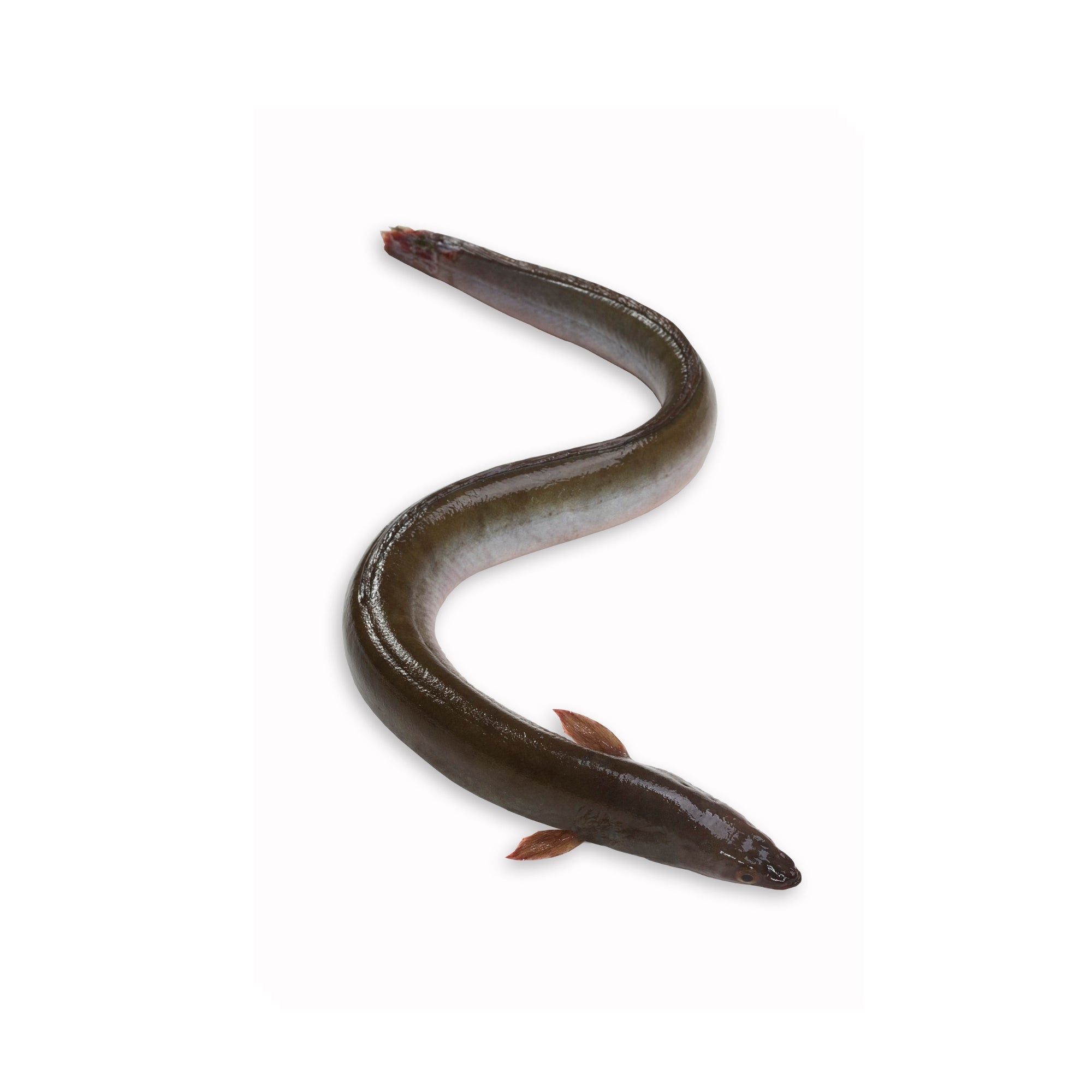 Eel Fish
