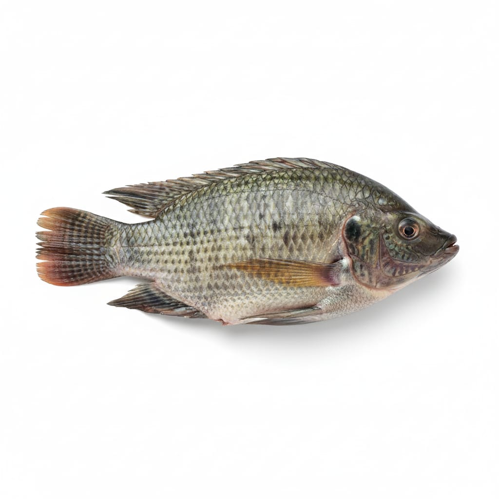 Tilapia Whole Fish 500gm