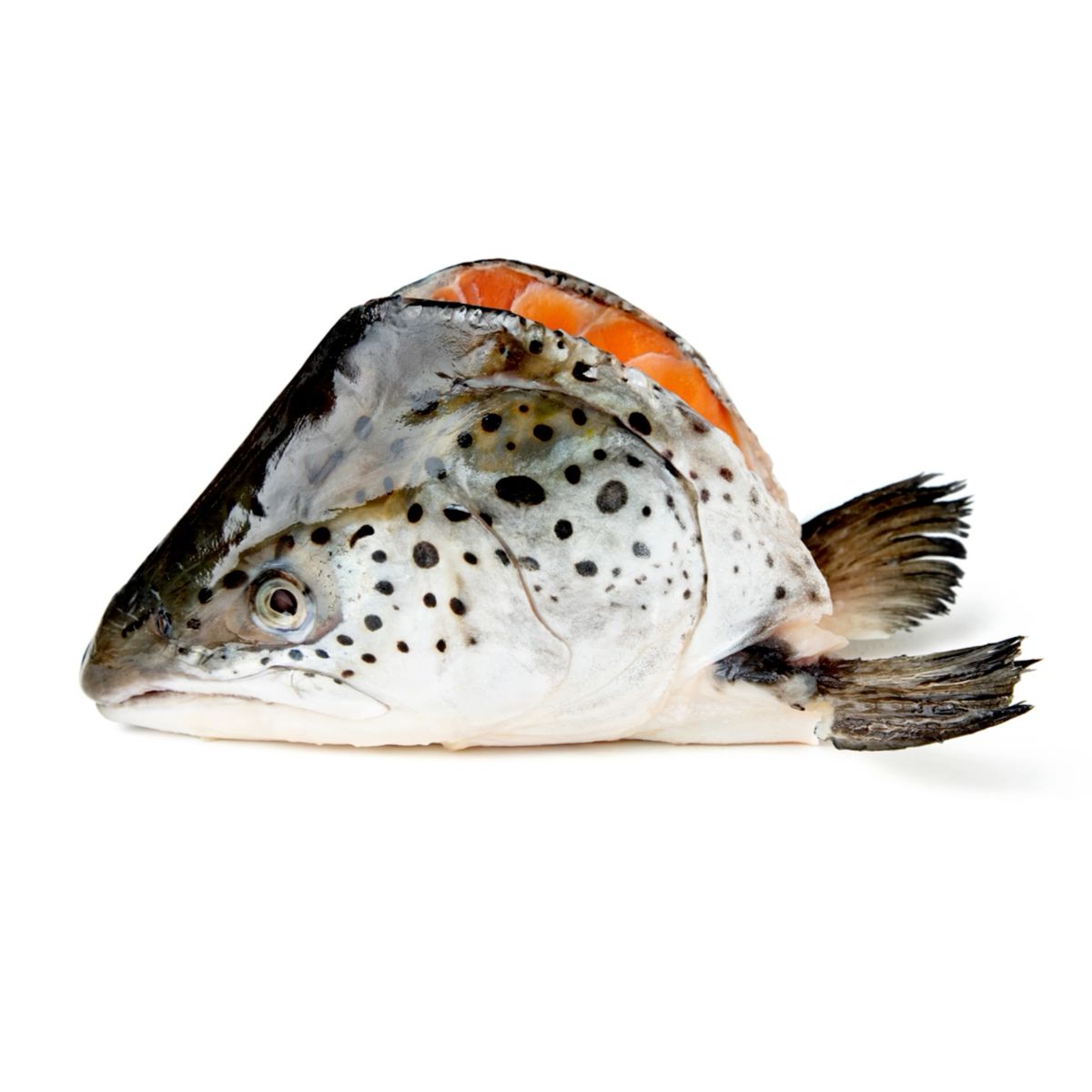 Salmon Fish head