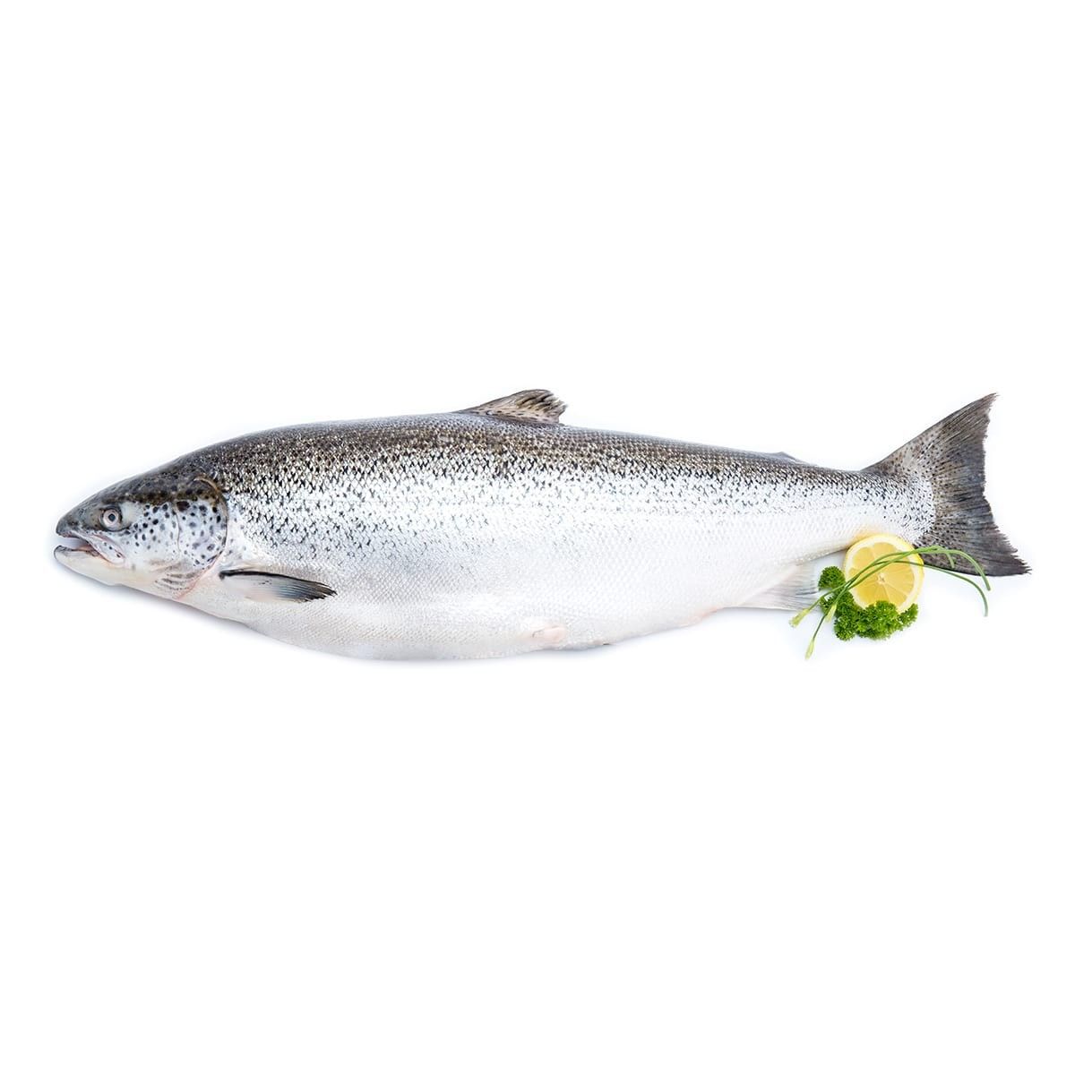 Whole Salmon Fish