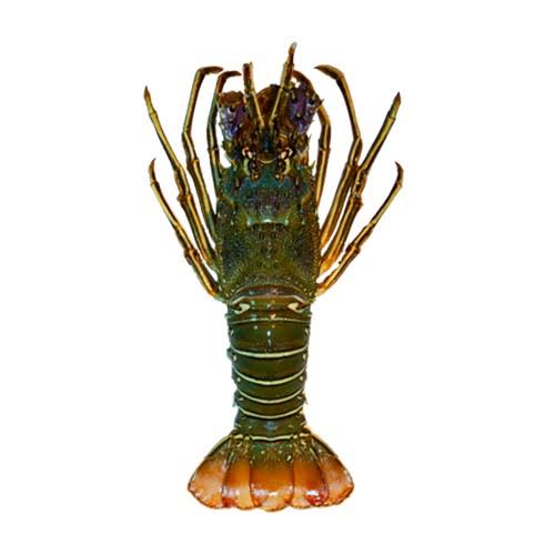 Whole Lobster