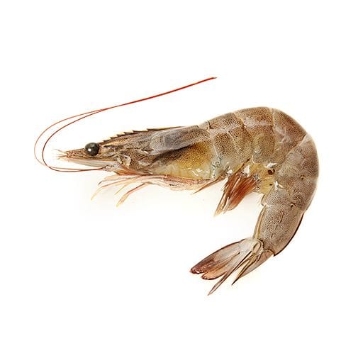 Medium Shrimp - Shell on