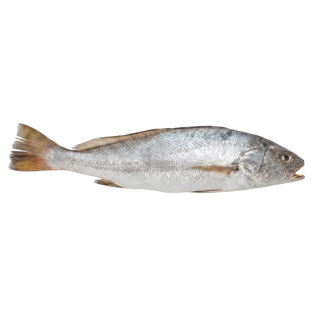 Lout Fish